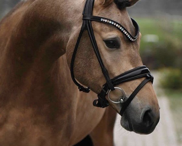 stallion Tackmanns Dream of Gold (German Riding Pony, 2014, from Steendieks Morgensterns Dalai)