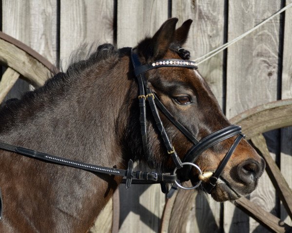 Dressurpferd Planteels Leonardo (KWPN (Niederländisches Warmblut), 2005, von Zonnekamp's Inigo)