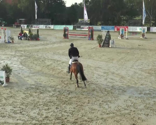 Reitturnier Bad Rothenfelde 2013
