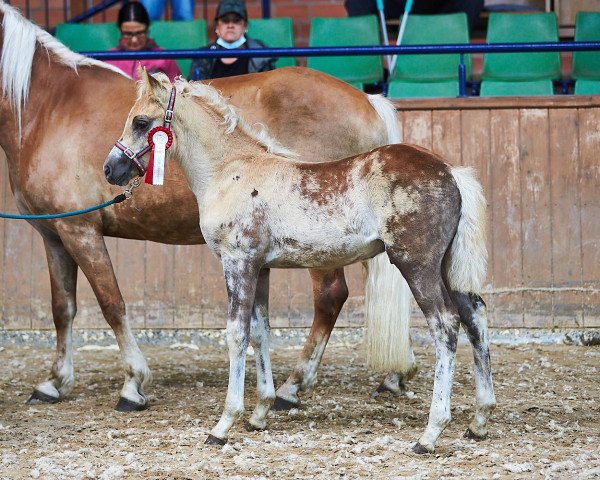 Deckhengst Andiamo PBS (Haflinger, 2021, von Amore Mio)