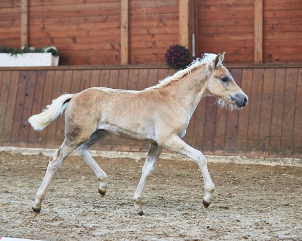 broodmare Walencia PBS (Haflinger, 2021, from Bellissimo-W-Q)