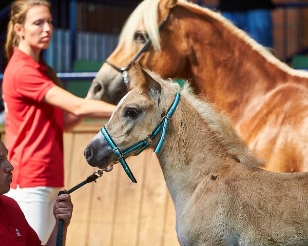 Zuchtstute Oliviera PBS (Haflinger, 2021, von Noakley BE)