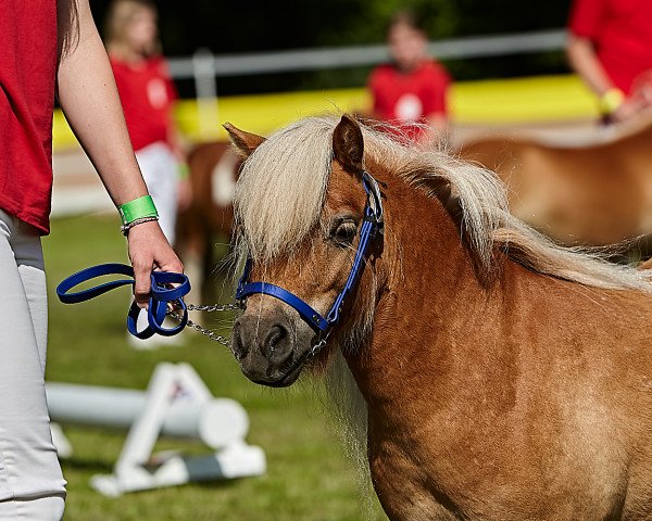 broodmare Annegret aus dem Rehbachtal (Shetland pony (under 87 cm), 2017, from Daan van't Minihoefke)