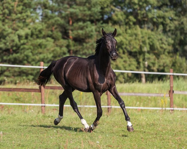 horse Sans-Souci DD (Hanoverian, 2020, from Secret)