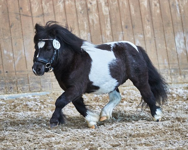 Deckhengst Willowsvale Lightning (Shetland Pony (unter 87 cm), 2009, von Ringkay The Boss)