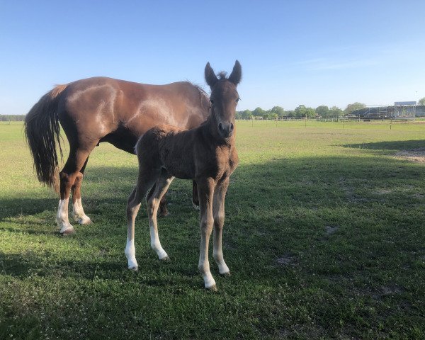 horse Namica 2 (German Riding Pony, 2021, from Fs Numero Uno)