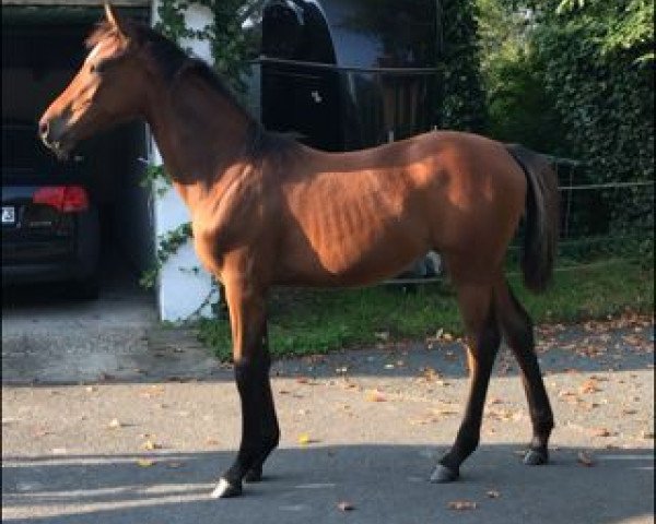 broodmare Claire (German Riding Pony, 2021, from DSP Cosmo Royale)