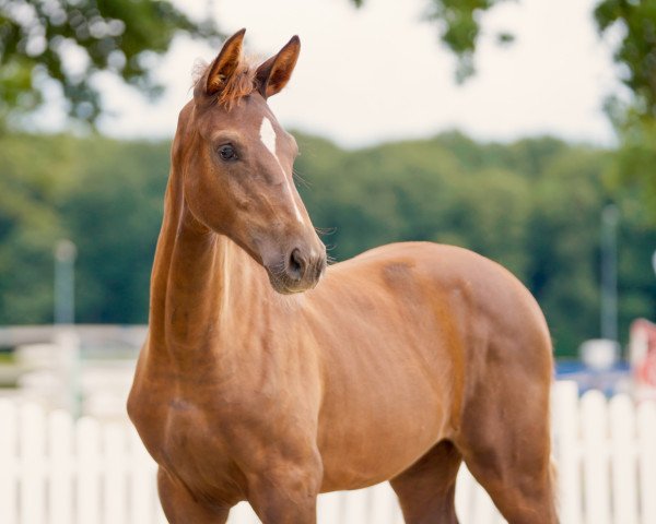 horse Viola-Lavine (Westphalian, 2021, from Vivat Rex)