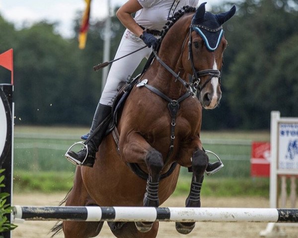 jumper Lysandor 3 (Oldenburg show jumper, 2012, from Lyjanero)