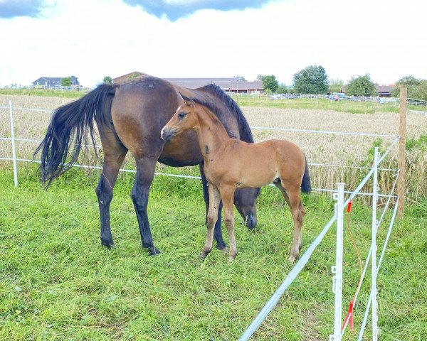 Pferd Habibi (Trakehner, 2021, von Kasimir TSF)