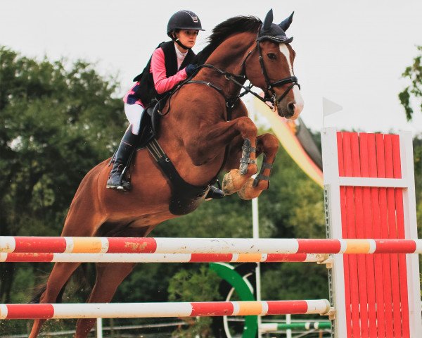 Springpferd Zappa PP Z (Zangersheide Reitpferd, 2011, von Zirocco Blue)