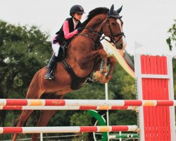 jumper Zappa PP Z (Zangersheide riding horse, 2011, from Zirocco Blue)