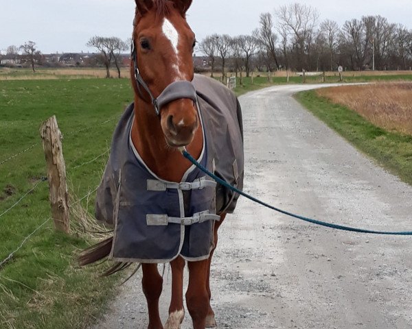 broodmare Gitta (Hanoverian, 2006, from Garant)