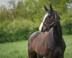 jumper Sunlight 46 (Hanoverian, 2012, from Stolzenberg)