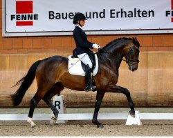 Dressurpferd Daily Dream S (Oldenburger, 2016, von Daily Deal)