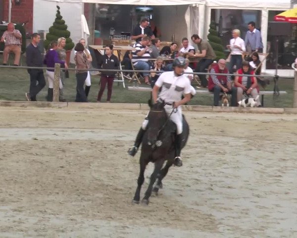 Reitturnier Bad Rothenfelde 2013