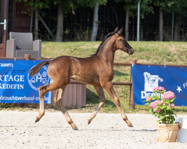 horse Total Diamond (Mecklenburg, 2021, from Total McLaren)