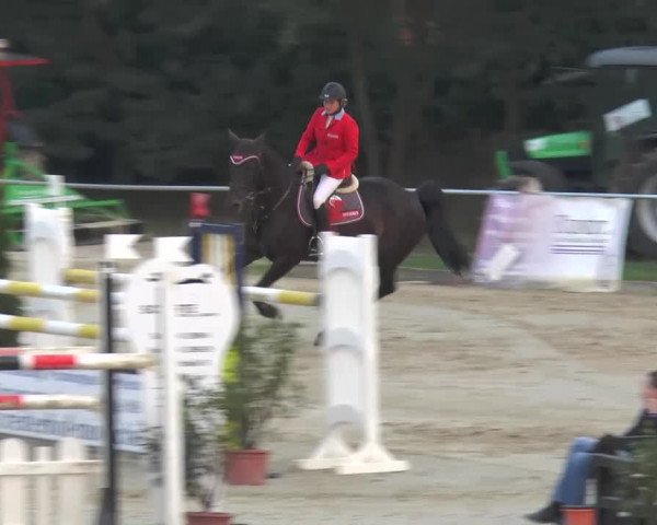 Reitturnier Bad Rothenfelde 2013