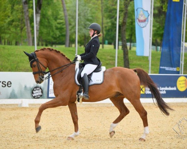 stallion Feliciano MZ (Hanoverian, 2008, from Fidertanz)