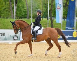 stallion Feliciano MZ (Hanoverian, 2008, from Fidertanz)