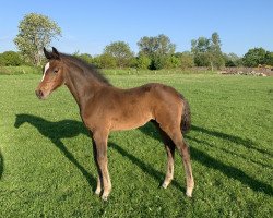Dressurpferd Fuchante (Holsteiner, 2021, von Fashion In Black NRW)