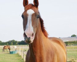 broodmare Alles Easy K (Holsteiner, 2008, from Cancara)