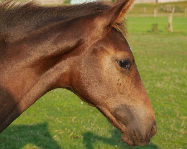 horse Fidanos First Edition (Holsteiner, 2021, from Fidano)