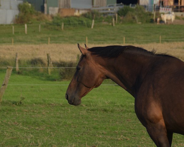 broodmare Caldira (Holsteiner, 2010, from Larimar)