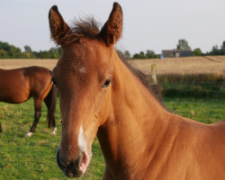 Pferd Charming Charlie (Holsteiner, 2021, von Clarimo Ask)