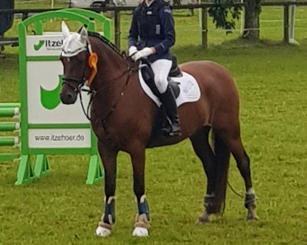 jumper Oranjehof's Wilcanoc (German Riding Pony, 2013, from Orchard Wildeman)