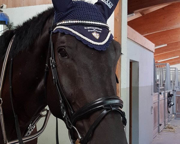 dressage horse Carinio Von Lohne (Hanoverian, 2014, from Destano)