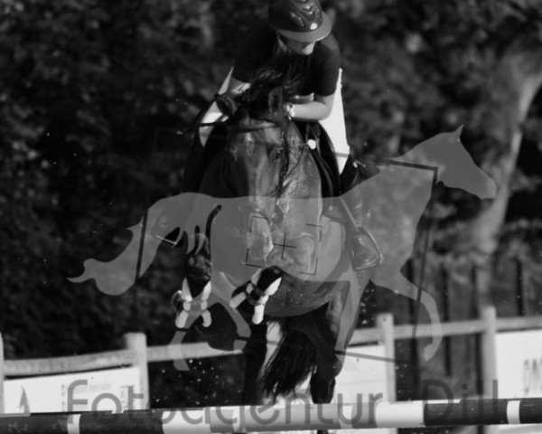 jumper Hismelanta (KWPN (Royal Dutch Sporthorse), 2012, from Spartacus TN)