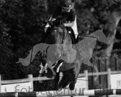 jumper Hismelanta (KWPN (Royal Dutch Sporthorse), 2012, from Spartacus TN)