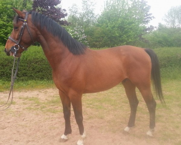 Springpferd Ronaldo 230 (Hannoveraner, 2007, von Rudi 271)