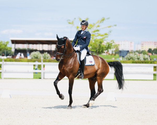 dressage horse Floretto DK (Austrian Warmblood, 2012, from Fürstenball)