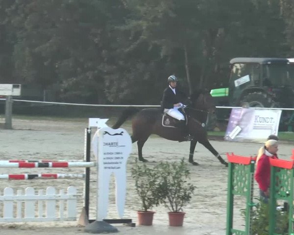 Reitturnier Bad Rothenfelde 2013