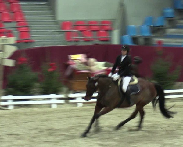 Reitturnier Neustadt/Dosse - Graf von Lindenau-Halle 2024