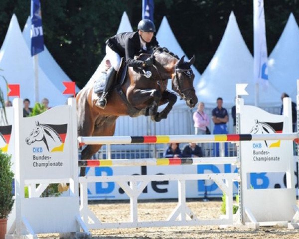 Deckhengst Chaccodello (Oldenburger Springpferd, 2009, von Chacco-Blue)