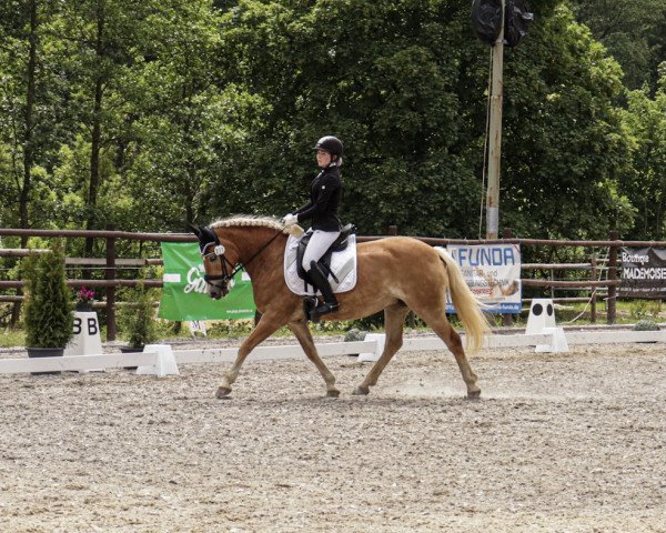 broodmare Onascha (Haflinger, 2008, from Admiral) broodmare Onascha (Haflinger, 2008, from Admiral)