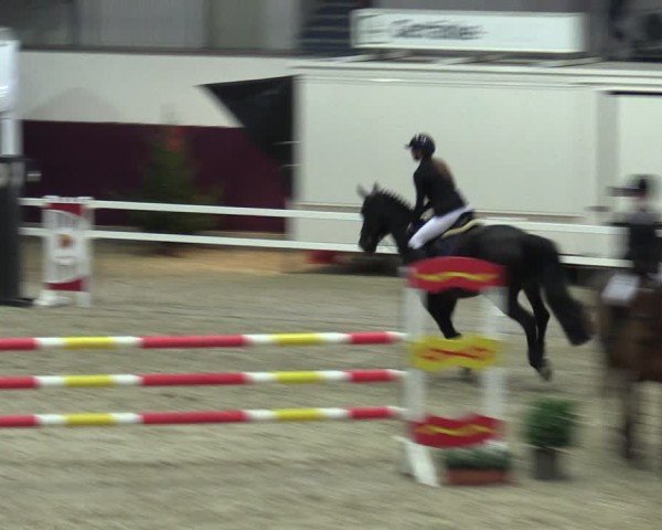 Reitturnier Neustadt/Dosse - Graf von Lindenau-Halle 2024