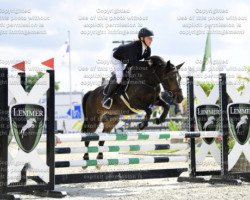 horse kolverenhof's lira (New Forest Pony, 2014, from Eikenhorst's Manfred)