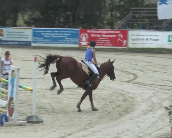 Reitturnier Bad Rothenfelde 2013