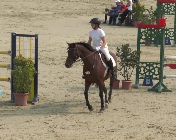 Reitturnier Bad Rothenfelde 2013