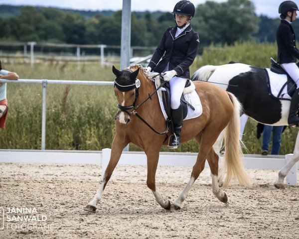 Zuchtstute Movita's Girl (Deutsches Reitpony, 2016, von Movie Star) Zuchtstute Movita's Girl (Deutsches Reitpony, 2016, von Movie Star)