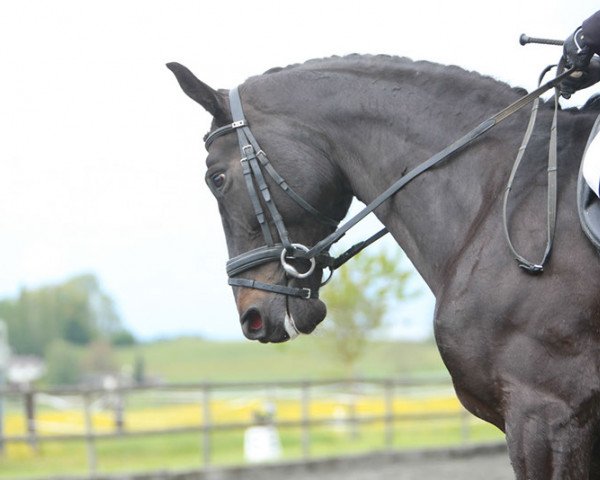 horse Fagheera (Oldenburg, 2003, from Depardieu 11)