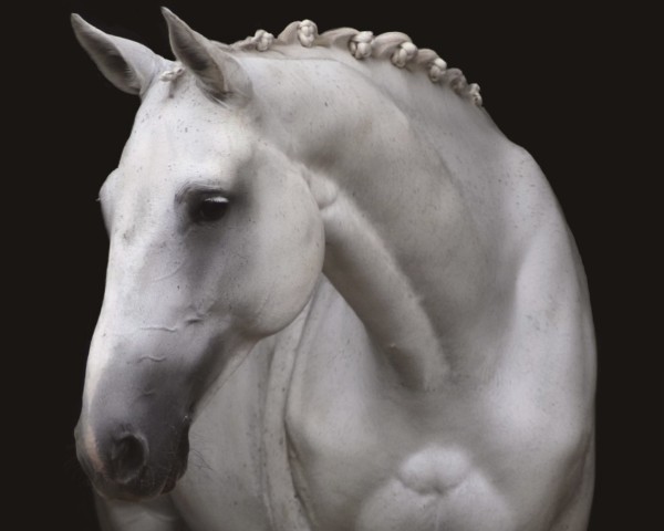 dressage horse Ebersinaa (KWPN (Royal Dutch Sporthorse), 2009, from VDL Cardento 933) dressage horse Ebersinaa (KWPN (Royal Dutch Sporthorse), 2009, from VDL Cardento 933)