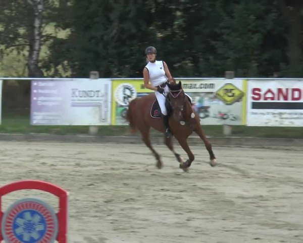 Reitturnier Bad Rothenfelde 2013