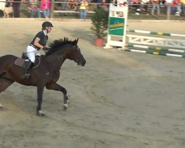 Reitturnier Bad Rothenfelde 2013