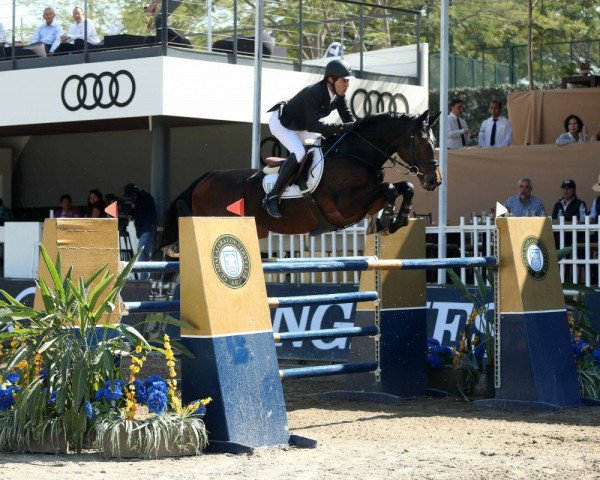 jumper Lord Power (Oldenburg show jumper, 2007, from Lord Pezi)