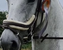 Springpferd Larifari 37 (Deutsches Sportpferd, 2013, von Levkoi)